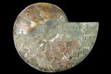 Cut & Polished Ammonite Fossil (Half) - Madagascar #166921-1
